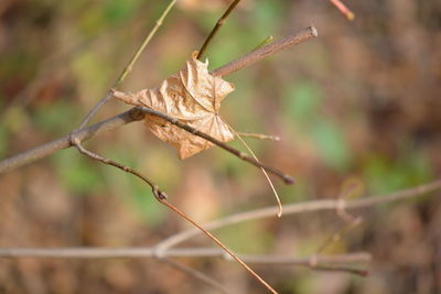 Close-up of dry leaf