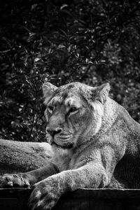 Close-up of lioness looking away sitting against trees