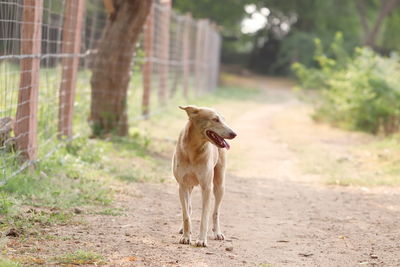 Dog standing on field