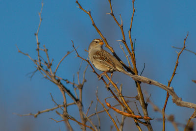 Low angle view of bird perching on bare tree against sky