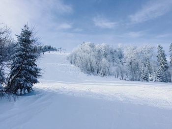 Trees on snow covered landscape against sky