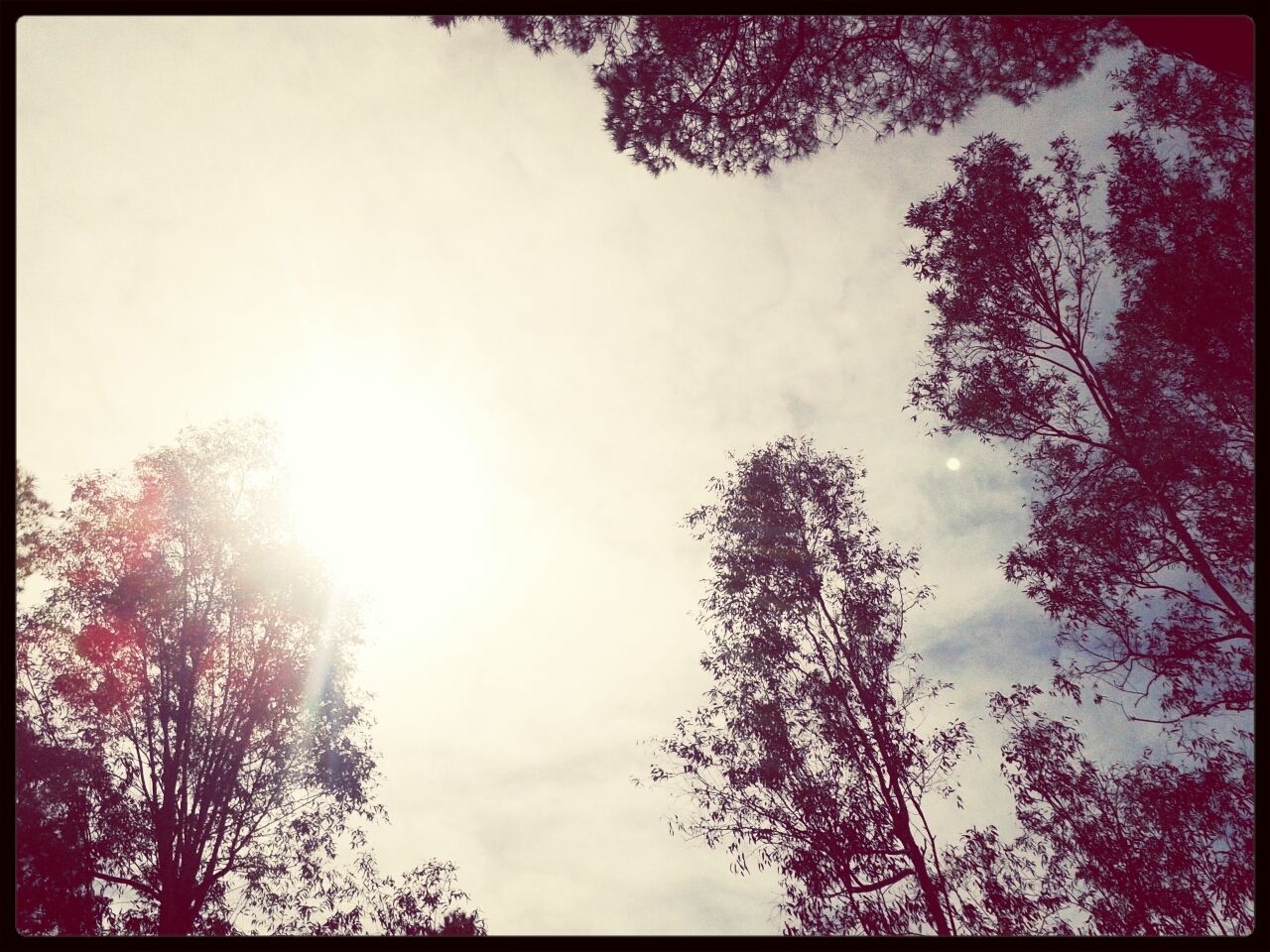 tree, transfer print, low angle view, auto post production filter, sky, silhouette, tranquility, beauty in nature, nature, growth, branch, scenics, sun, tranquil scene, cloud - sky, sunlight, outdoors, high section, sunbeam, no people