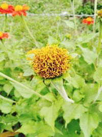 Close-up of yellow flower blooming outdoors