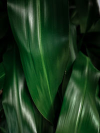 Close-up of green leaves on plant