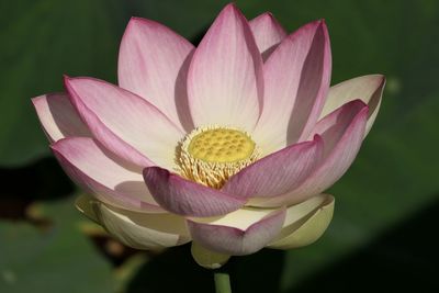 Close-up of pink lotus water lily in pond