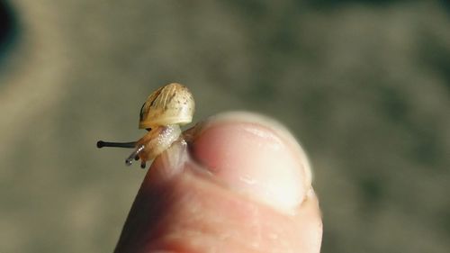 Close-up of a hand holding ladybug