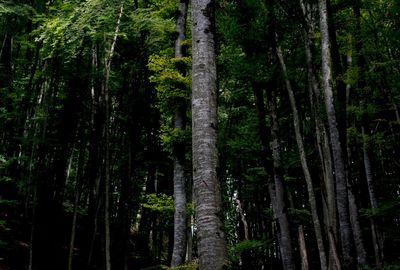 Trees in forest