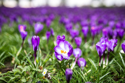 Close-up of purple crocus flowers on field