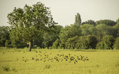 Scenic view of trees on field