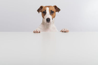 Portrait of dog against white background