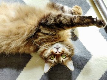 Portrait of cat lying on floor