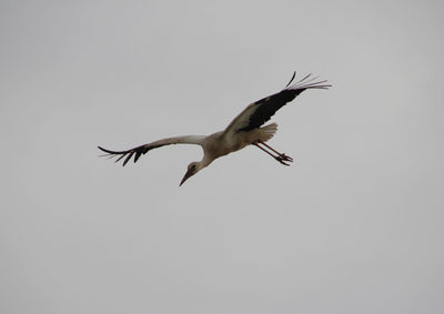 Low angle view of seagulls flying over white background