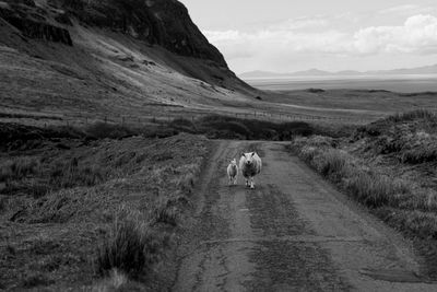Mummy and baby sheep walking on scottish roads // schwarzweiße schafe in schottland