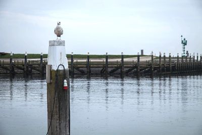 Seagull perching on wooden post