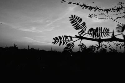 Silhouette of tree against cloudy sky