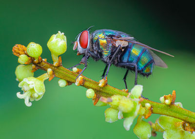 Close-up of insect on flower