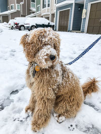 View of a dog on snow