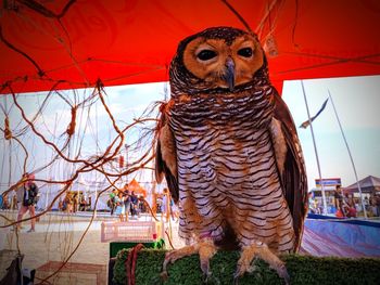 Low angle view of owl against sky