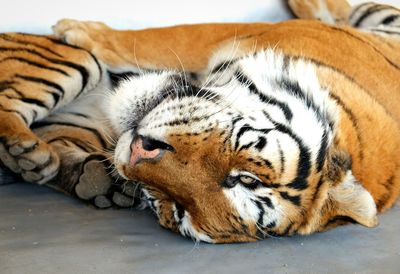 Close-up of cat lying on floor