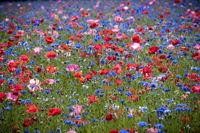 Close-up of flowering plants in meadow