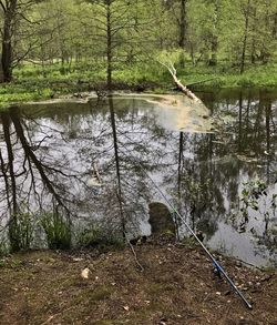 Scenic view of lake in forest