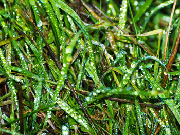 Full frame of water drops on leaf