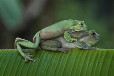 Close-up of frogs mating on banana leaf