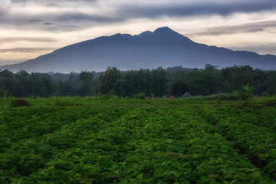 Scenic view of field and mountains against sky