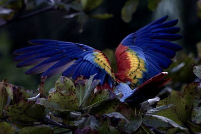 Close-up of birds flying over plants