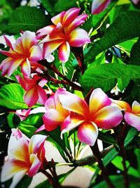 Close-up of pink flowers