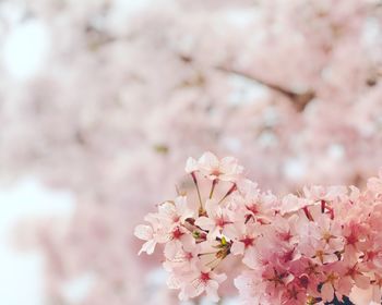 Close-up of pink cherry blossoms