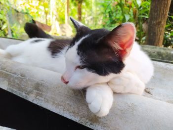 Close-up of cat sleeping