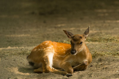 Portrait of lion relaxing on field