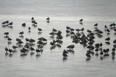 High angle view of birds on ice lake