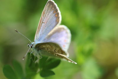 Close-up of butterfly on leaf