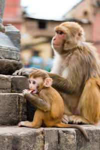 Monkeys sitting on stone wall against building