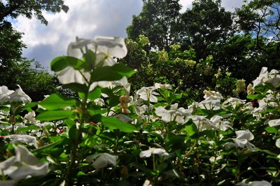 Close-up of white flowering plant against sky