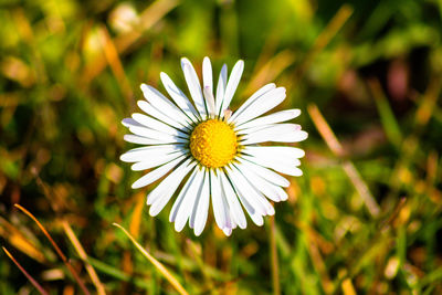 Close-up of white daisy flower on field