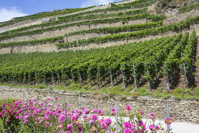 Purple flowering plants on field