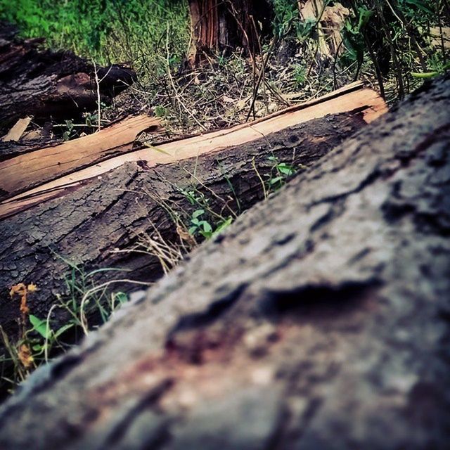 wood - material, wood, wooden, textured, selective focus, close-up, growth, plank, high angle view, nature, plant, outdoors, moss, day, tree trunk, grass, no people, surface level, weathered, log