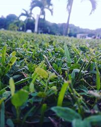 Close-up of grass growing on field