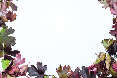 Low angle view of flowering plants against clear sky