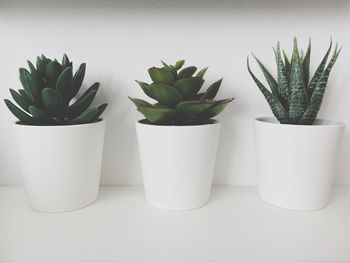 Close-up of potted plants on table against wall