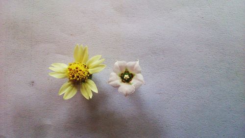 Close-up of yellow flowers