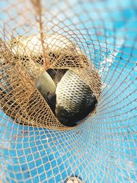 Close-up of bird in cage