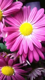 Close-up of pink flowers blooming outdoors