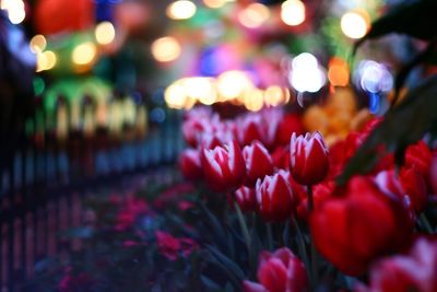 Close-up of red flowers