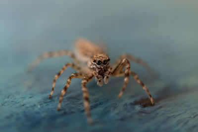 Close-up of spider