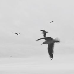 Low angle view of birds flying in sky