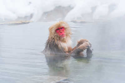 Monkey in a lake
